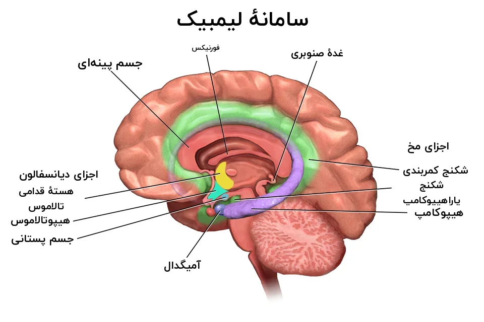 برش میانی مغز با سامانهٔ لیمبیک، هیپوکامپ و آمیگدال رنگی و برچسب فارسی
