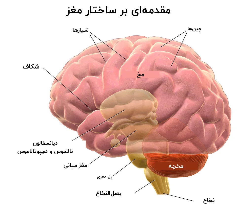 نمای کناری مغز با برچسب فارسی مخ، مخچه، ساقهٔ مغز و دیانسفالون
