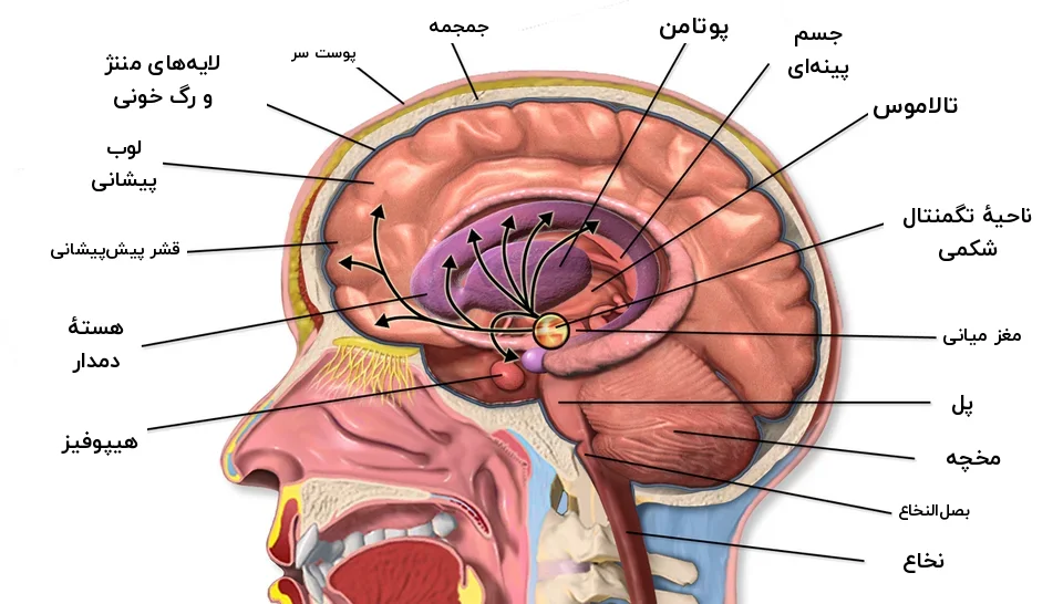برش مغز با قشر پیش‌پیشانی، هستهٔ دمدار و پوتامن و مسیرهای دوپامین
