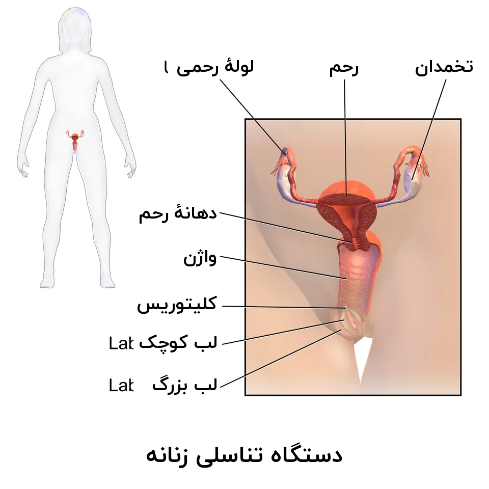 برش شماتیک دستگاه تناسلی زنانه با نام رحم، لولهها، تخمدانها، دهانهٔ رحم، واژن و لبها